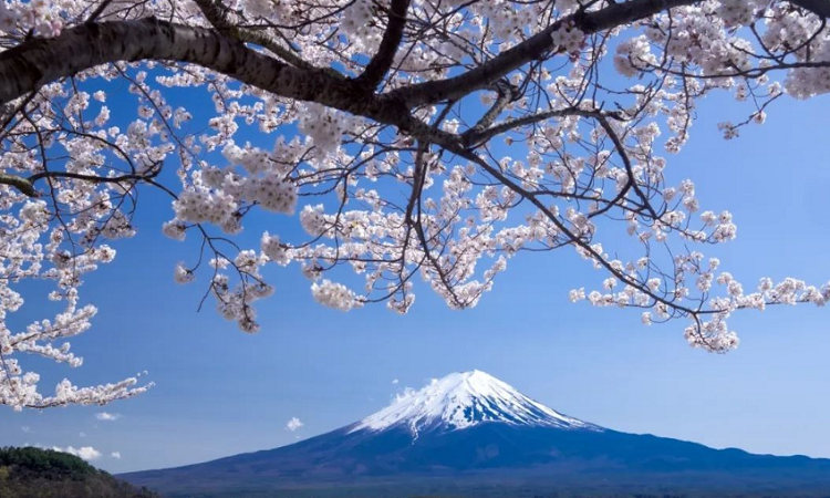 日本公司注冊